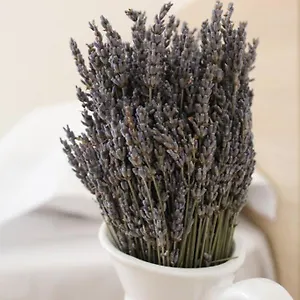 lavandula-ring.hotels-in-tirana.com/